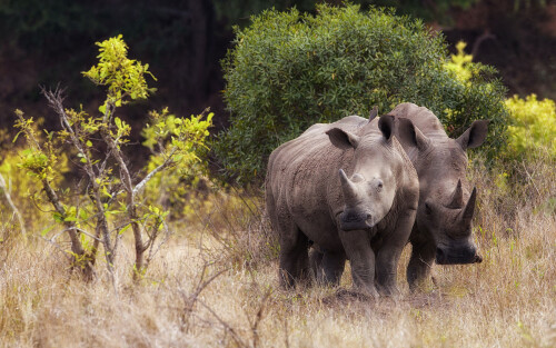 Animals-Rhino_33.jpg