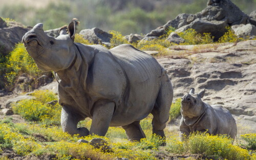 Animals-Rhino_34.jpg