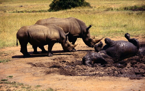 Animals-Rhino_36.jpg