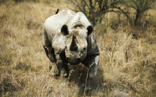 Animals-Rhino_37.jpg