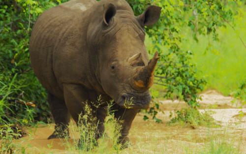 Animals-Rhino_38.jpg
