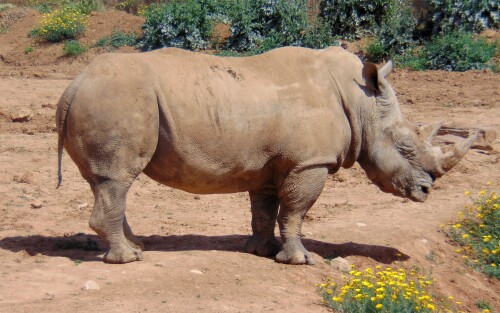 Animals-Rhino_39.jpg