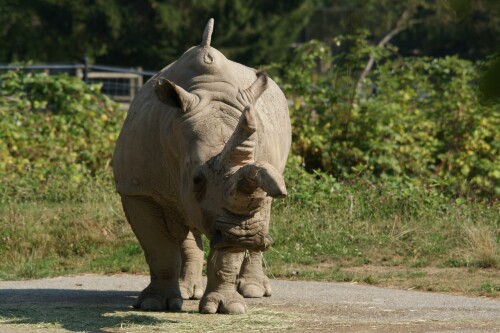 Animals-Rhino_44.jpg