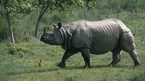 Animals-Rhino_56.jpg