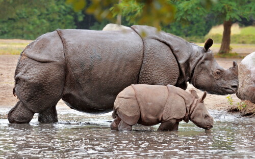 Animals-Rhino_57.jpg