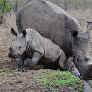 Animals-Rhino_63