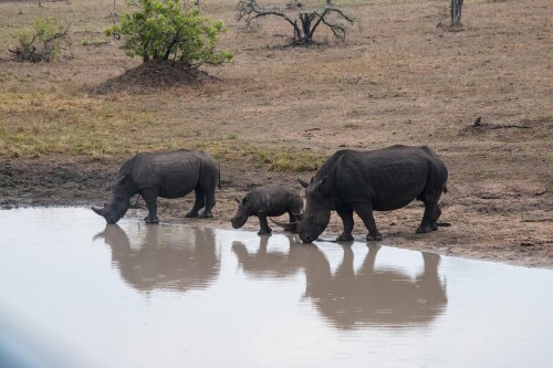 Animals-Rhino_64.jpg