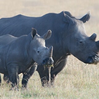 Animals-Rhino_68