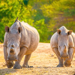 Animals-Rhino_81