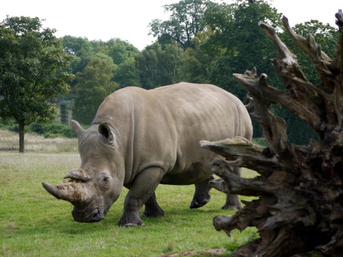 Animals-Rhino_86.jpg