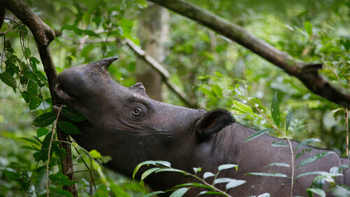 Animals-Rhino_95.jpeg