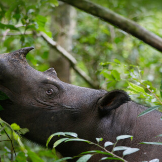 Animals-Rhino_95