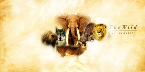 animals-elephant_22.jpeg