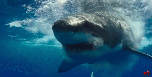 animals-sharks_03.gif