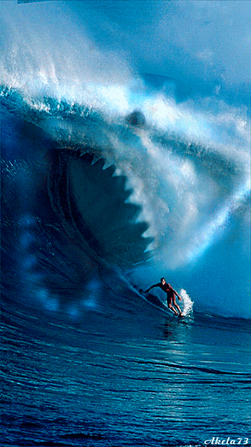 animals-sharks_05.gif