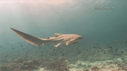 animals-sharks_06.gif