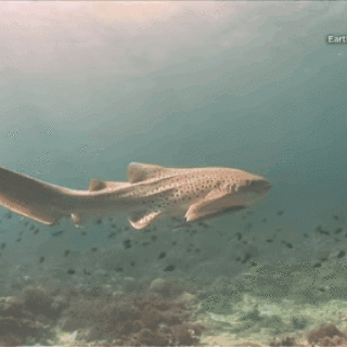 animals-sharks_06