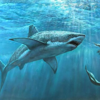 animals-sharks_51