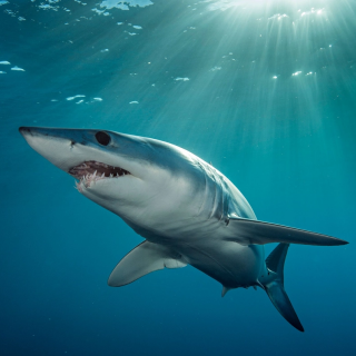 animals-sharks_56