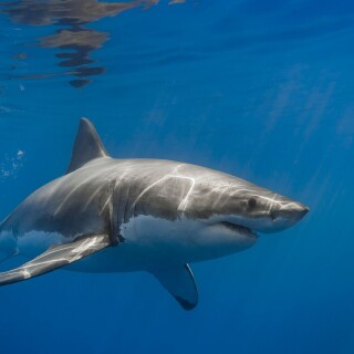 animals-sharks_63