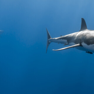 animals-sharks_72