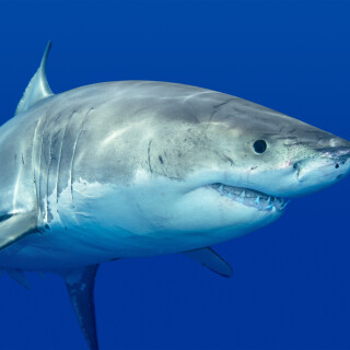 animals-sharks_86