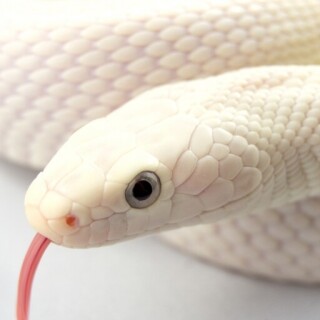 animals-snake_019