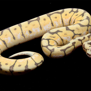 animals-snake_021
