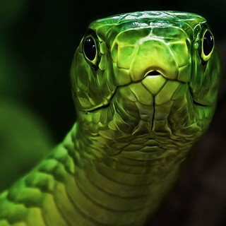 animals-snake_037