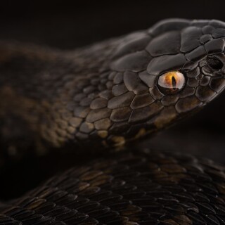 animals-snake_126