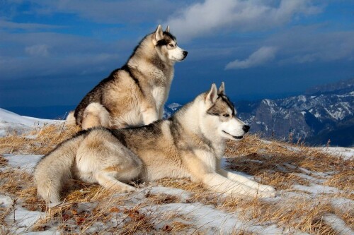 Animals Dogs 010