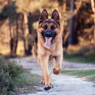Animals-Dogs_021