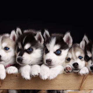 Animals-Dogs_036