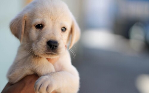 Animals Dogs 037