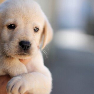 Animals-Dogs_037