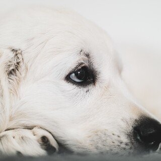Animals-Dogs_059