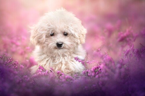 Animals Dogs 060