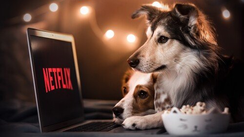 Animals Dogs 061