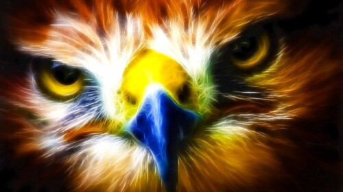Animals-Eagle_007.jpg