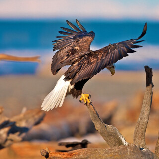 Animals-Eagle_010