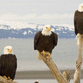 Animals-Eagle_011