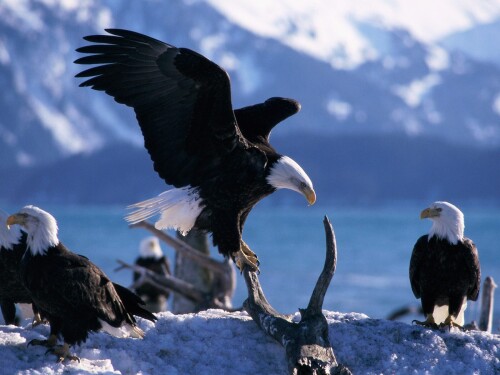 Animals-Eagle_012.jpg