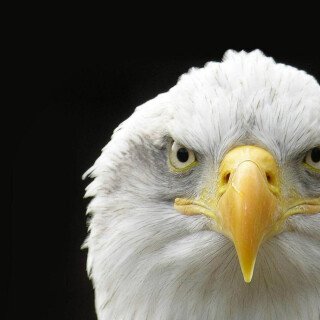 Animals-Eagle_028