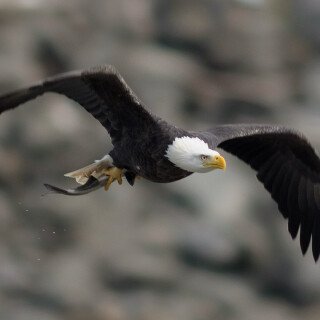 Animals-Eagle_038
