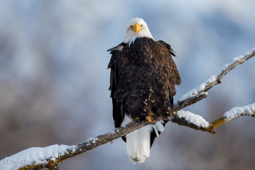 Animals-Eagle_042.jpg