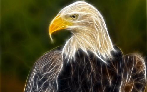 Animals-Eagle_046.jpg