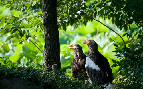 Animals-Eagle_048.jpg