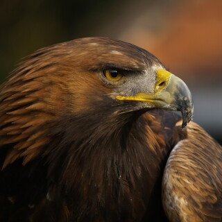 Animals-Eagle_055