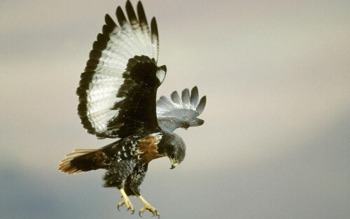 Animals-Eagle_060.jpg