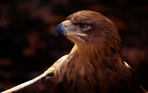 Animals-Eagle_063.jpg
